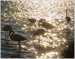 Flamands roses